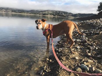 Dog standing on a lake