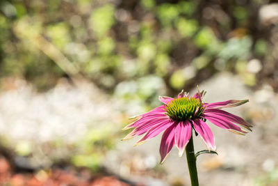 Close-up of pink coneflower blooming outdoors