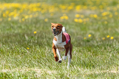 Basenji dog running in red jacket on coursing field at competition in summer