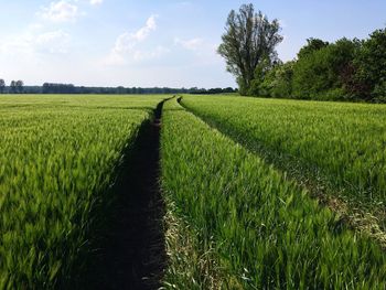 Scenic view of agricultural field against sky