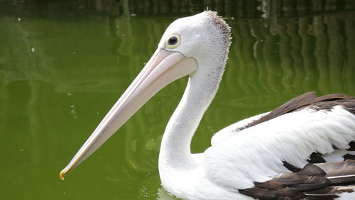 Swan swimming in lake