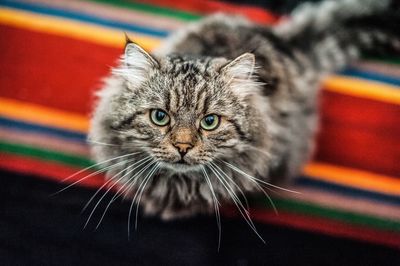 Close-up portrait of tabby cat