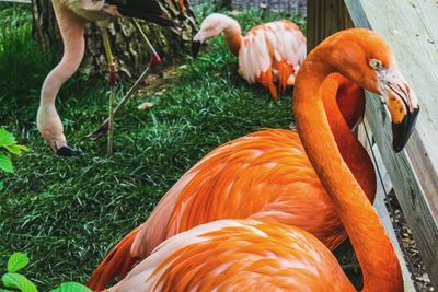Orange flamingos on grassy field in zoo