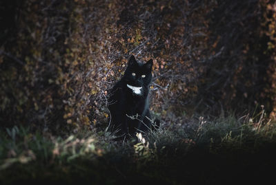 Cat sitting on a field