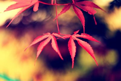 Close-up of red maple leaves