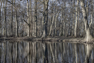 Reflection of bare trees in lake