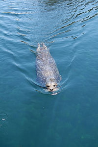 High angle view of turtle swimming in sea