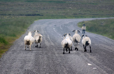 Sheep walking on road