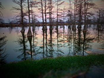 Reflection of trees in calm lake