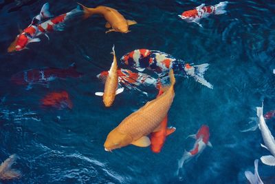 Close-up of koi fish in water