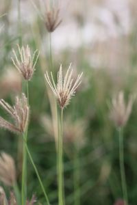 Close-up of flower against blurred background