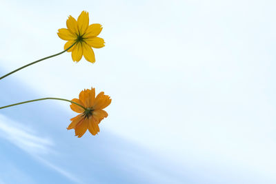 Low angle view of yellow flowering plant against sky