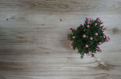 High angle view of pink flowering plant on wooden table