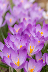 Close-up of purple flowering plant