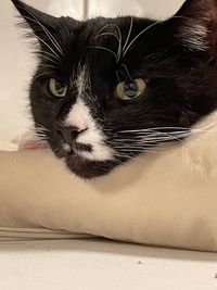 Close-up portrait of a cat