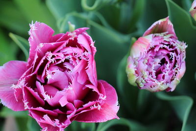 Close-up of pink rose flower