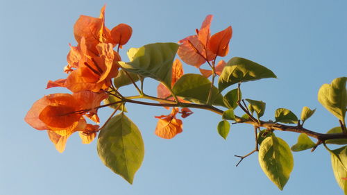 Low angle view of orange leaves on plant against sky