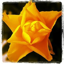 Close-up of yellow rose