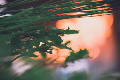 Close-up of plant against sky at sunset