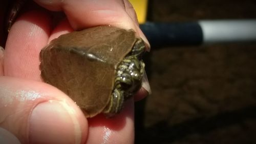 Close-up of hand holding crab