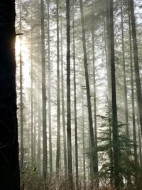 Trees in forest