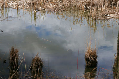 Reflection of trees in lake