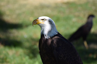 Close-up of a bald eagle