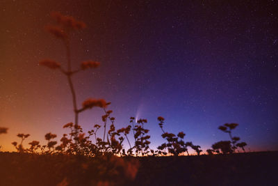 Low angle view of trees against sky at night