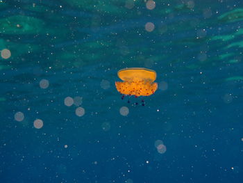 Close-up of jellyfish in sea