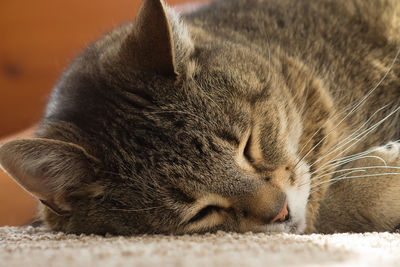 Close-up of cat sleeping