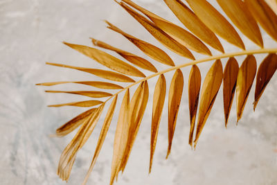 Close-up of dried coconut leaf