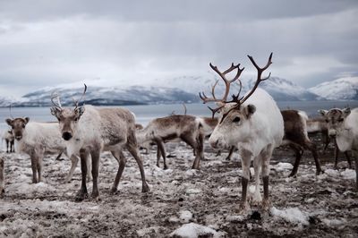 Herd of deer on field