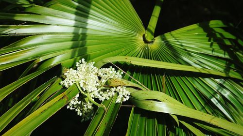 Close-up of white flowering plant