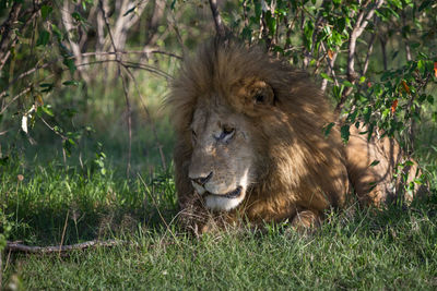 Lion resting under a tree