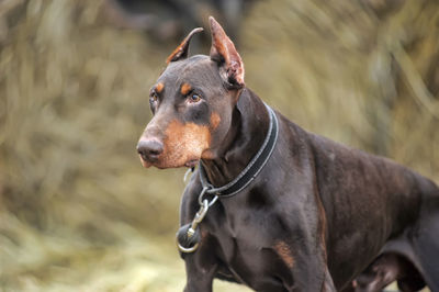 Close-up of a dog looking away