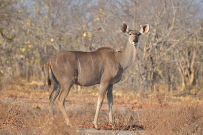 Deer standing on field