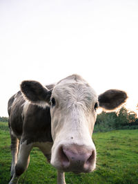 Portrait of cow on field against clear sky