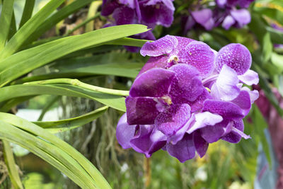 Close-up of purple flowering plant