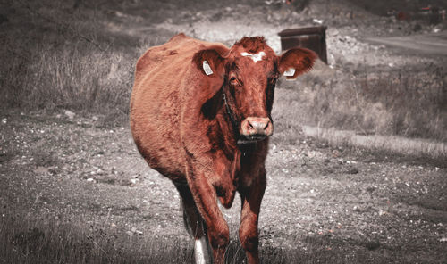 Portrait of cow