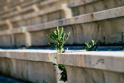 Close-up of potted plant against wall