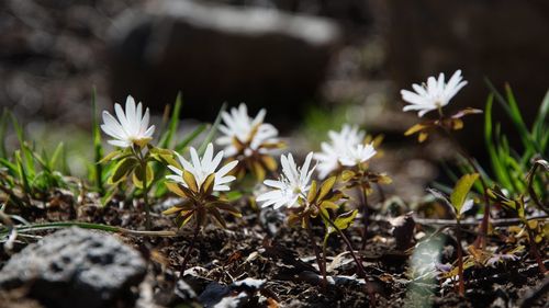 Close-up of white flowering plants on field