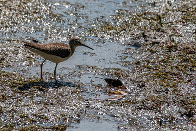 High angle view of bird drinking water