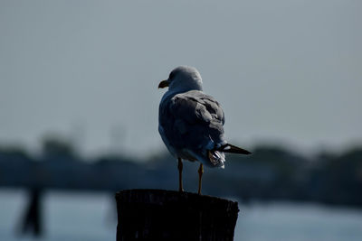 Close-up of seagull perching on wooden post