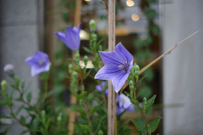 Close-up of purple flowering plant