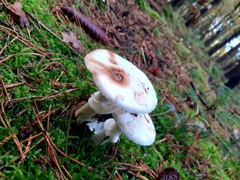 High angle view of white mushroom on field