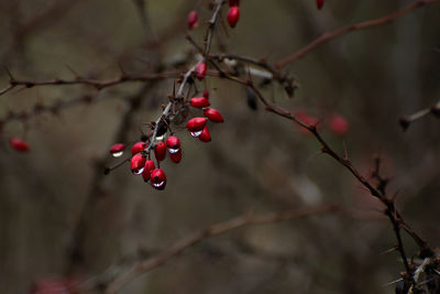 Close-up of berries growing on tree