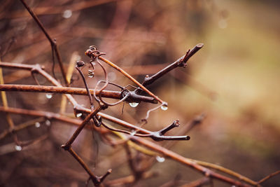 Close-up of dried plant after rain