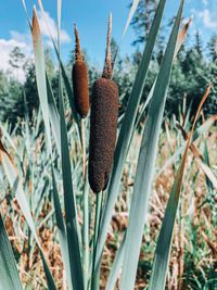 Close-up of plants growing on field