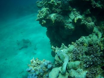 Beautiful tropical fish, marsa alam, egypt