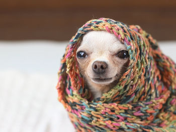 Close-up portrait of a dog